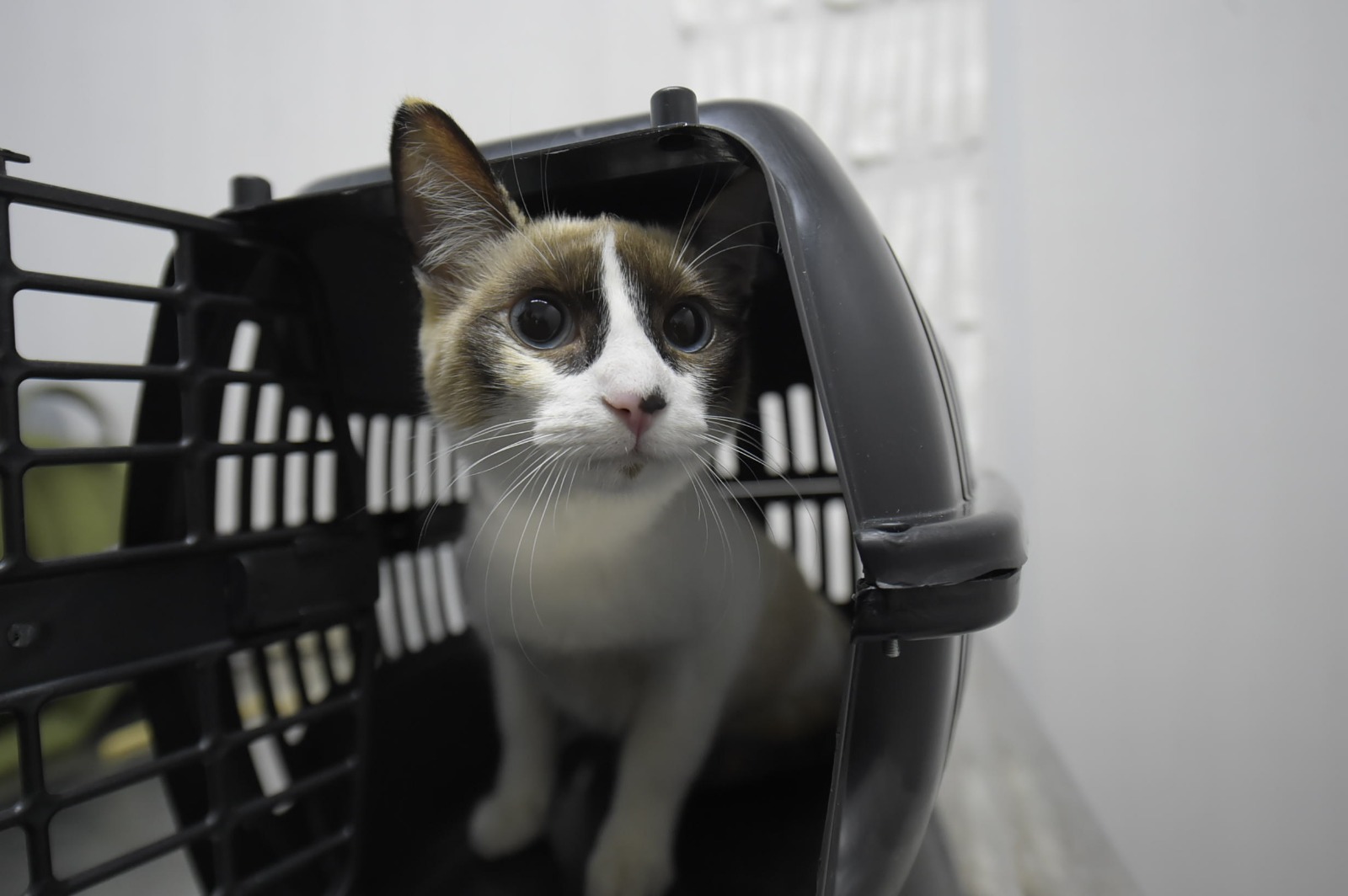 Castrapet móvel beneficia centenas de animais em cumbica