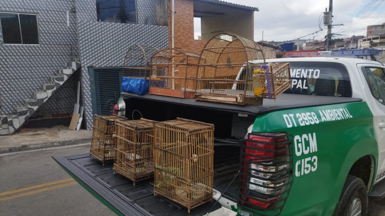 Guarulhos liberta 58 aves silvestres de cativeiros ilegais