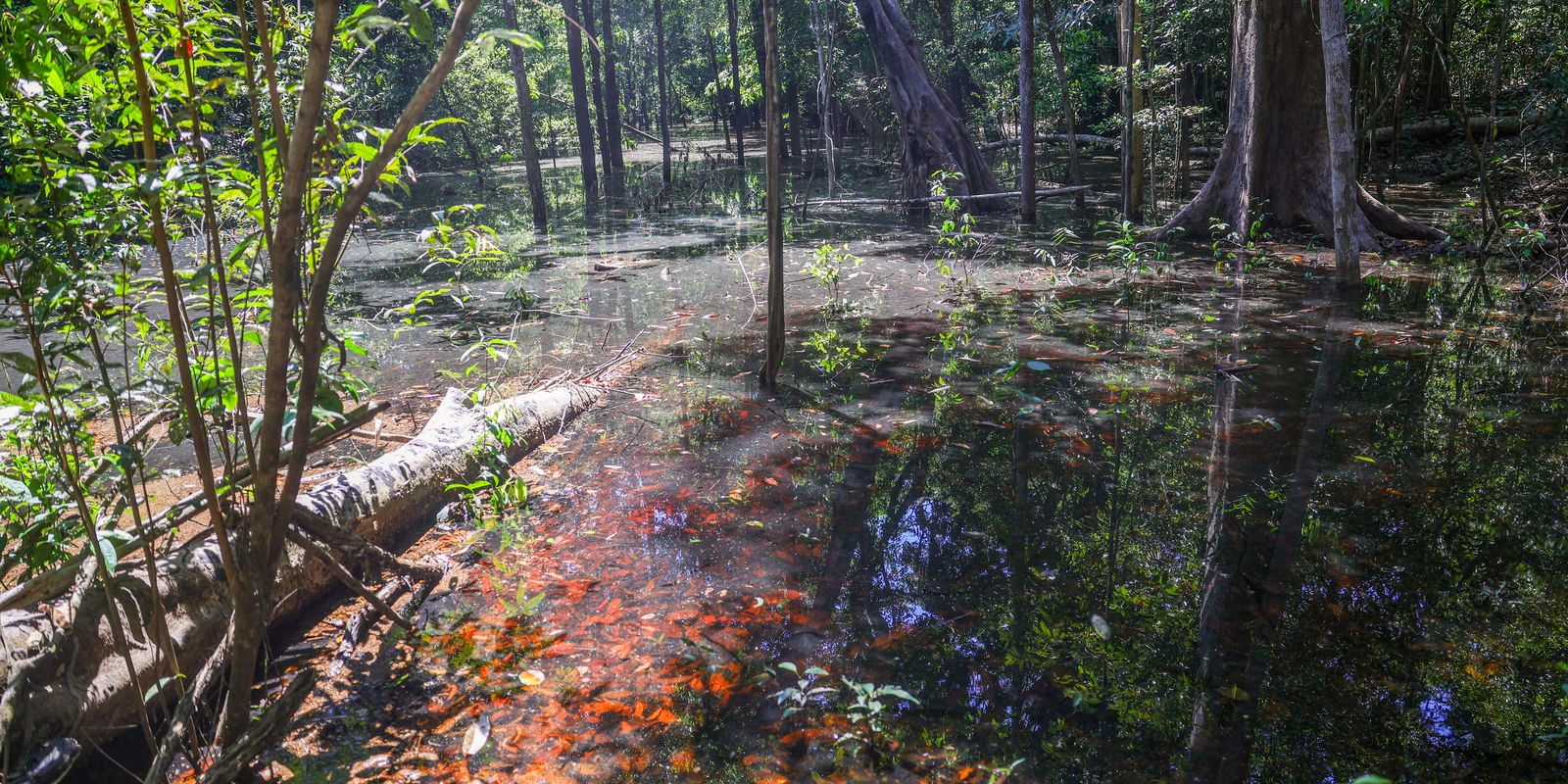 Dinossauros viveram na amazônia há mais de 100 milhões de anos