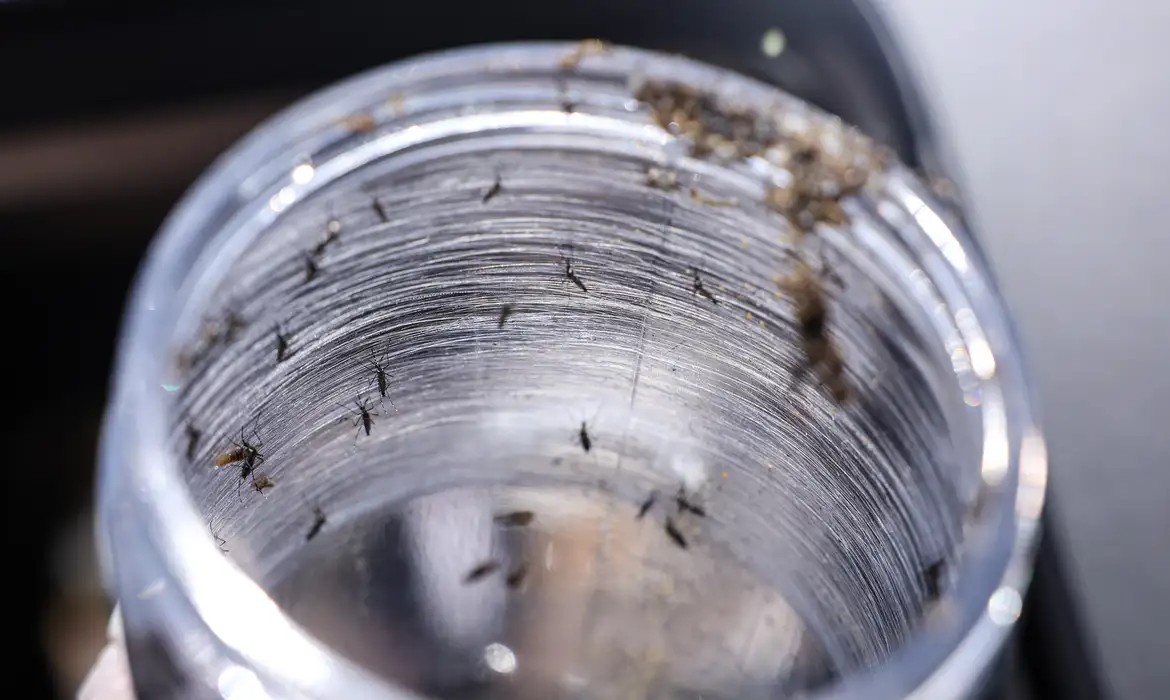 Cuidados simples em casa reduzem riscos de dengue no verão