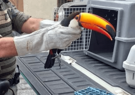 Mais de 900 animais silvestres resgatados em guarulhos neste ano