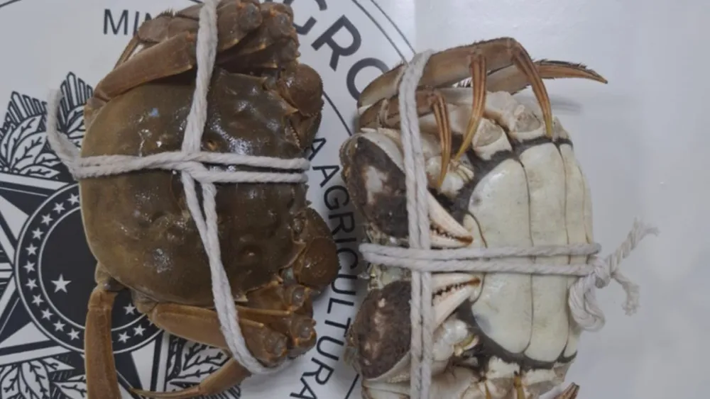 Mais de duzentos caranguejos apreendidos em voo da china em guarulhos